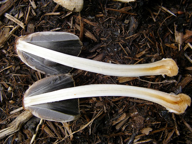 マルミノヒトヨタケ (2).jpg