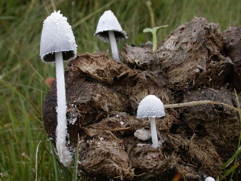 comp_Coprinus_niveus_02.jpg