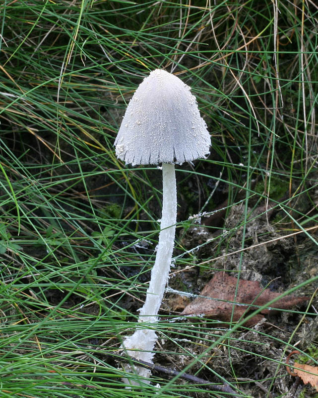 147892271.dNbOKe6l.Coprinusni_8-07RR.jpg