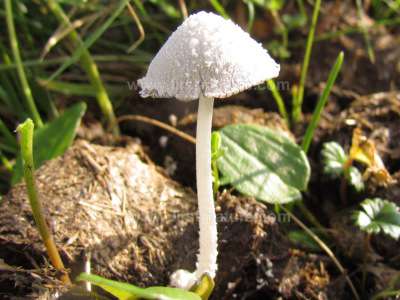 coprinopsis-nivea1.jpg