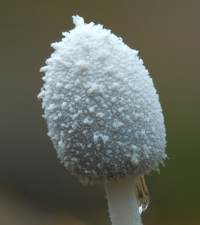 coprinopsis-nivea2.jpg