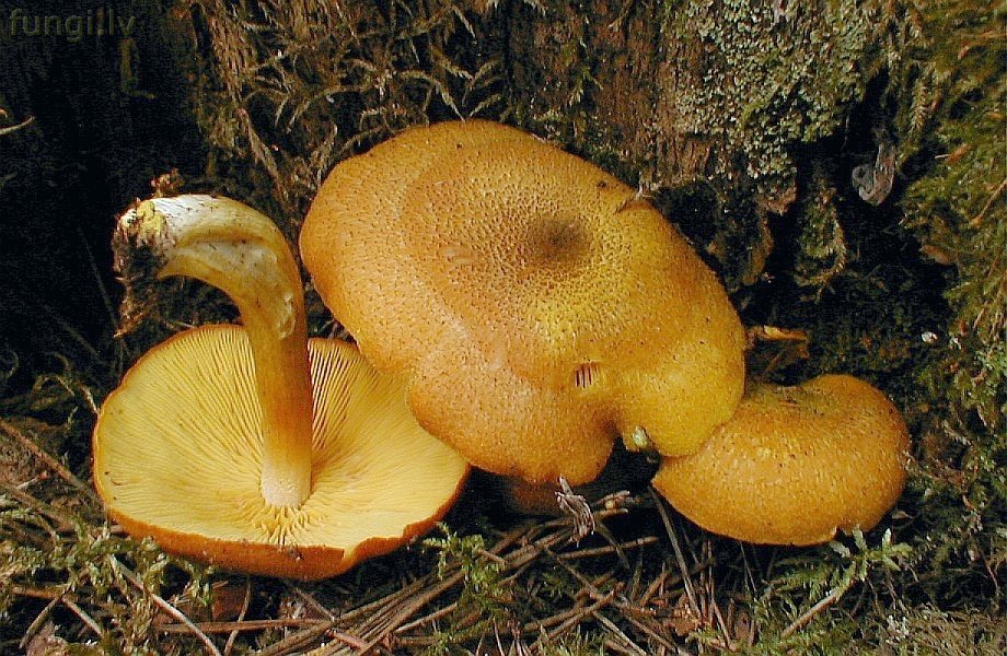 tricholomopsis_decora_04.jpg