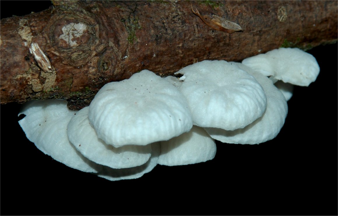 Marasmiellus candidus.jpg