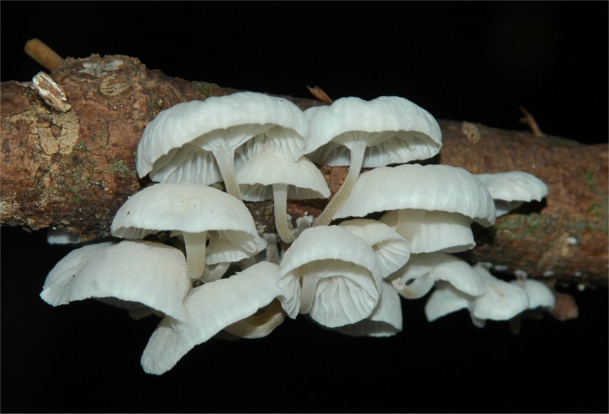 Marasmiellus candidus3.jpg