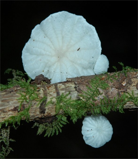 Marasmiellus candidus4.jpg