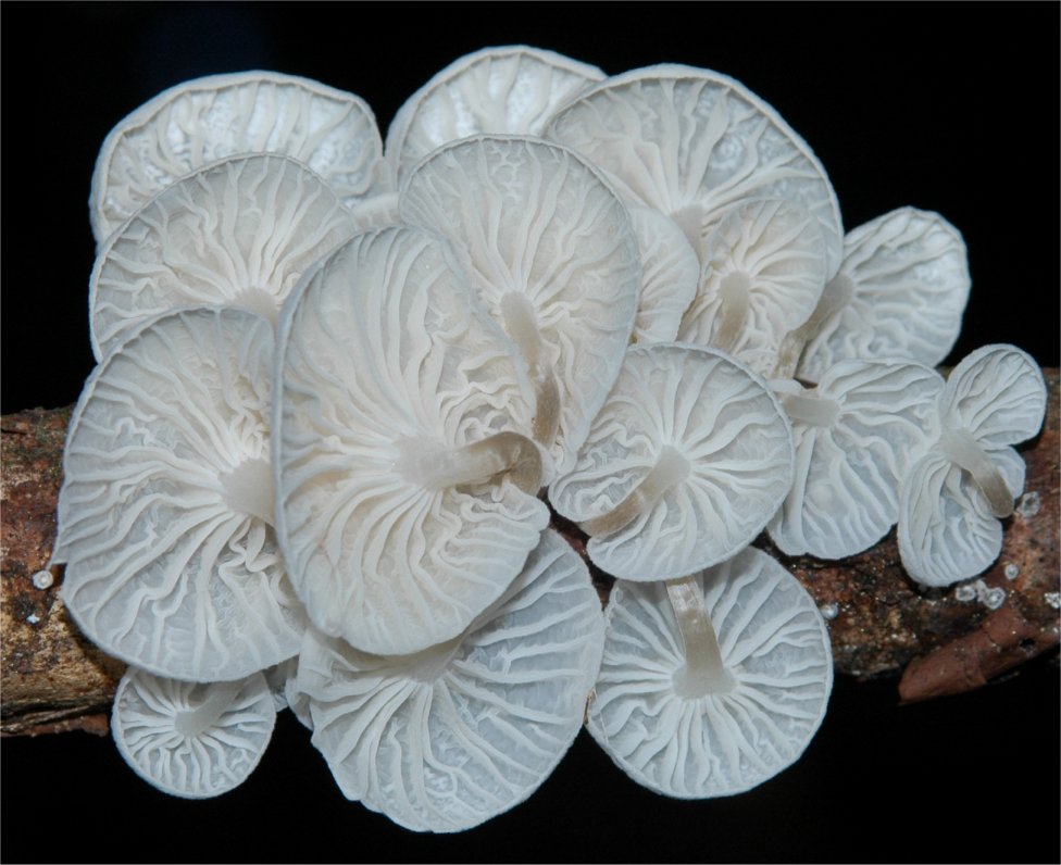 Marasmiellus candidus1.jpg