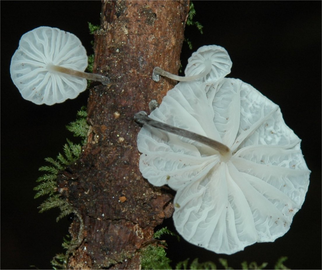 Marasmiellus candidus2.jpg