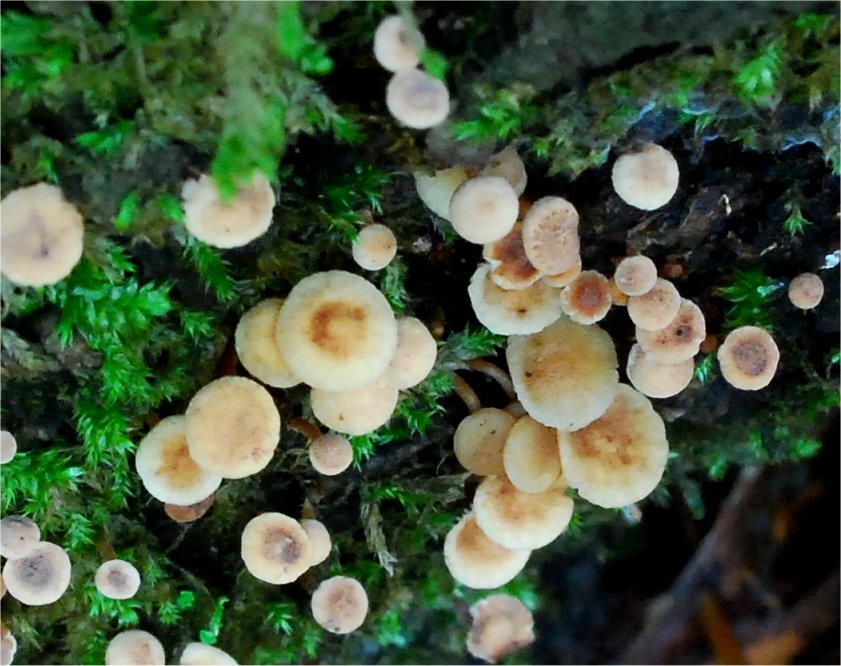 Marasmiellus ramealis 5645-4.jpg