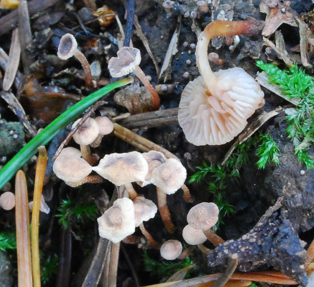 Marasmiellus ramealis 5645-1 (1).jpg