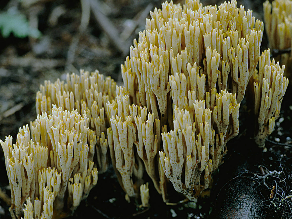 Ramaria_abietina (1).jpg