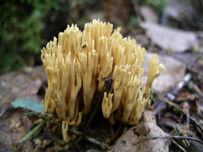 Ramaria_abietina.jpg