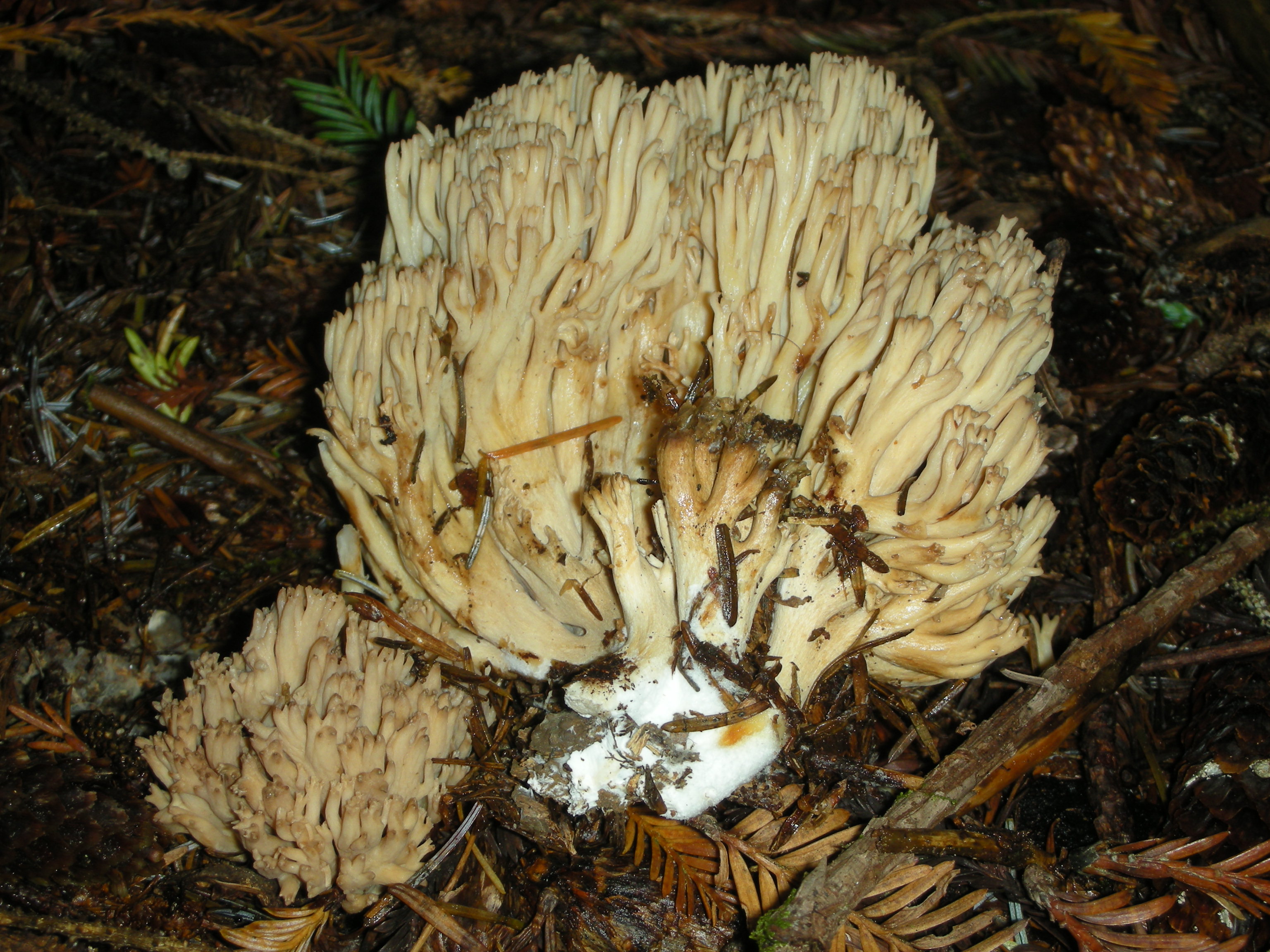 Ramaria_acrisiccescens_25344.jpg