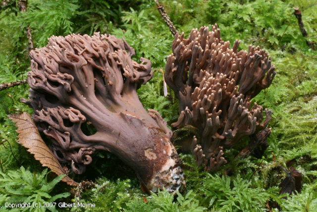 Ramaria_bataillei_2007_gm_1.jpg