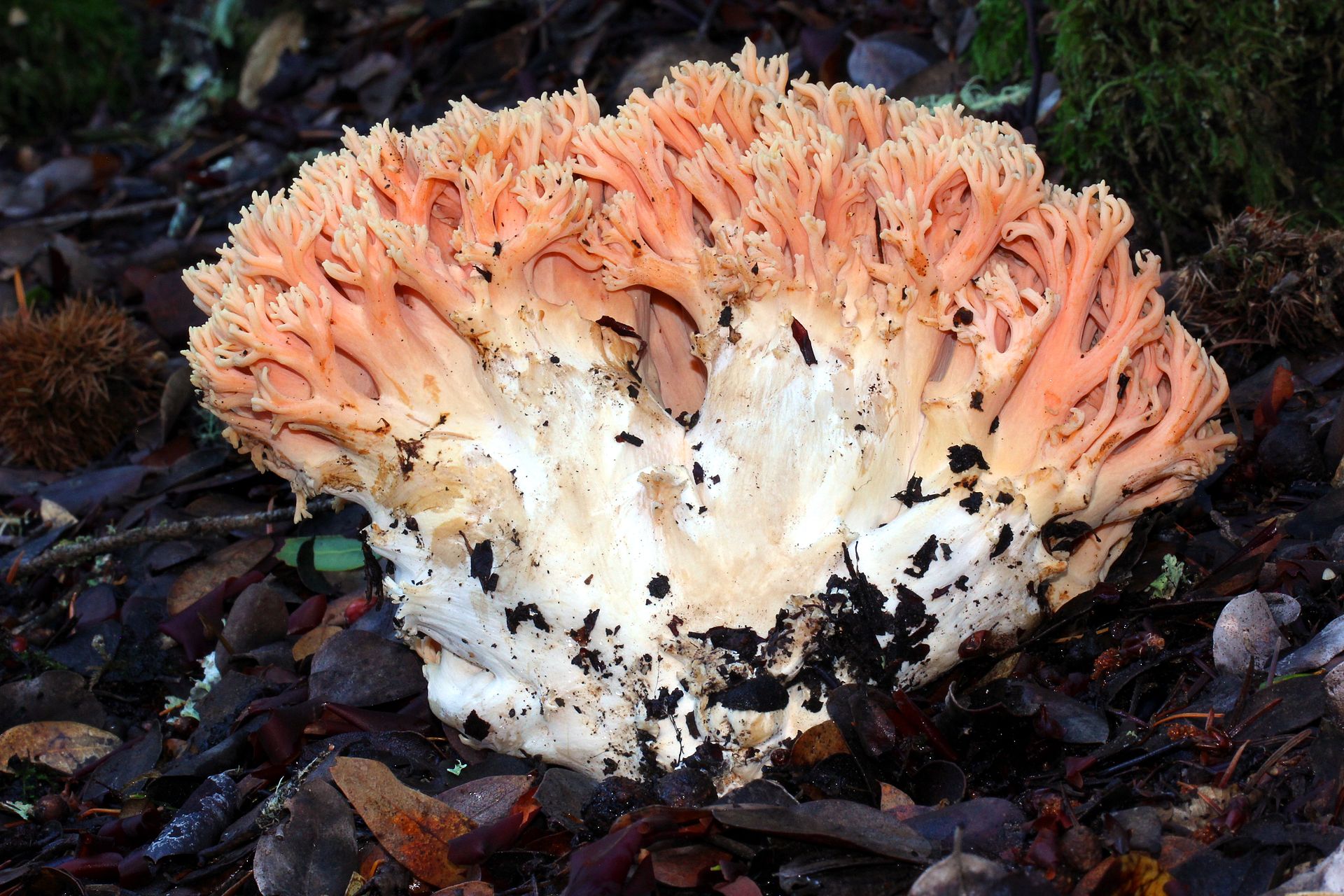 Ramaria_formosa_Alan_Rockefeller.JPG