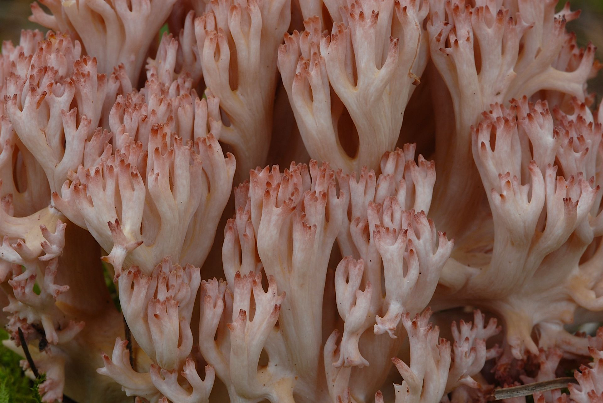 Ramaria_botrytis_299869.jpg
