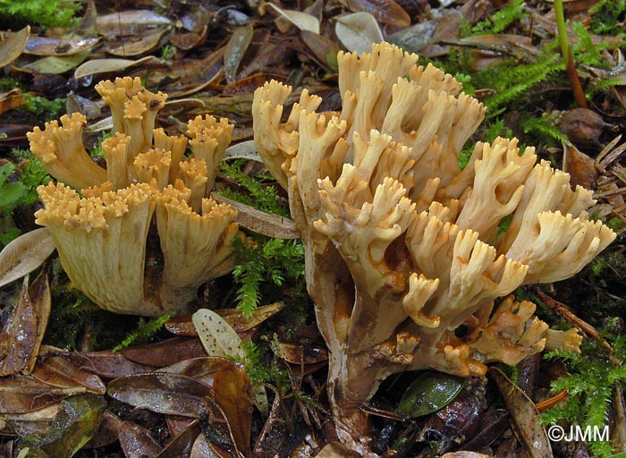 Ramaria broomei 2.jpg