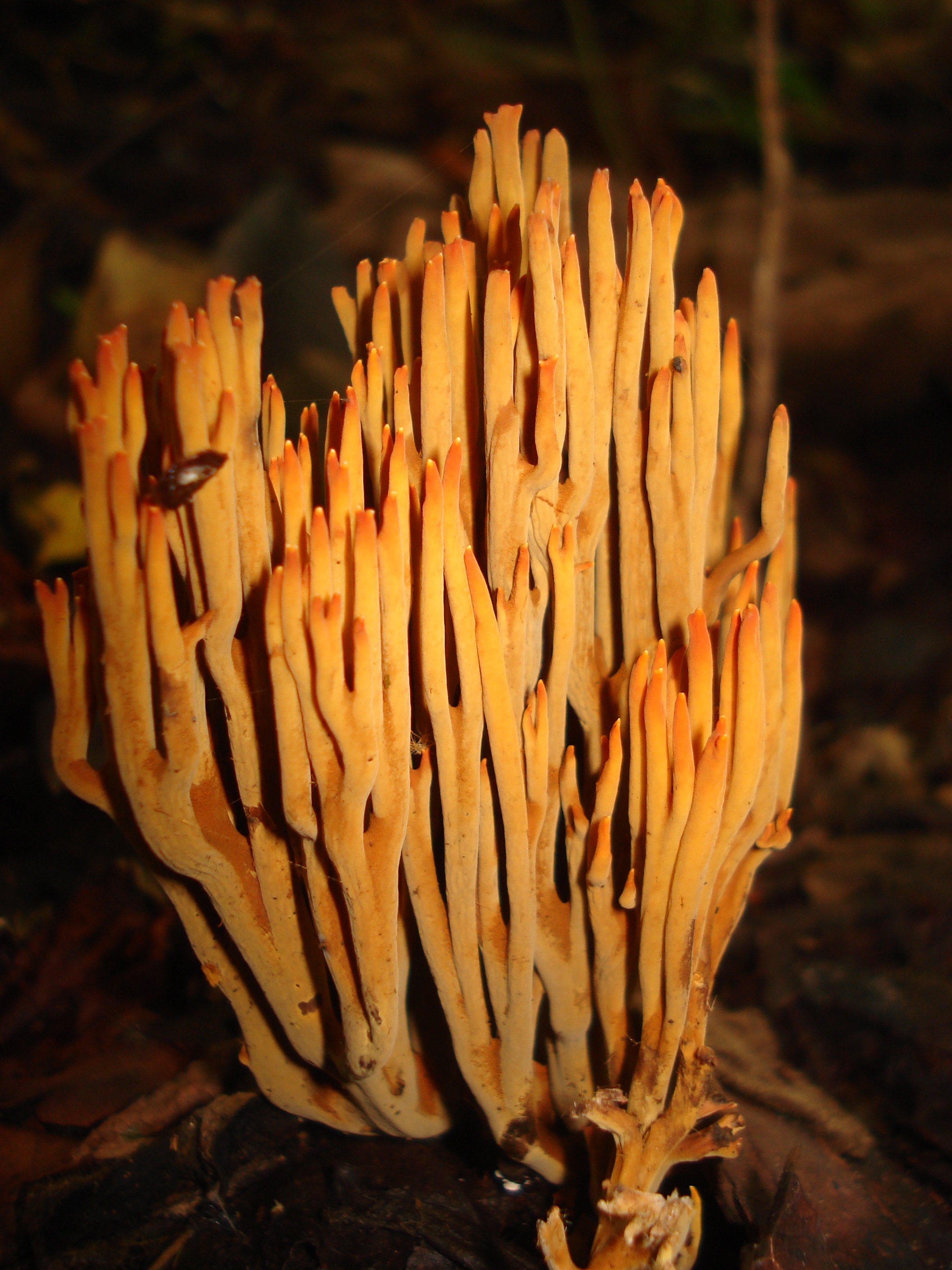 Ramaria_cokeri_100845.jpg