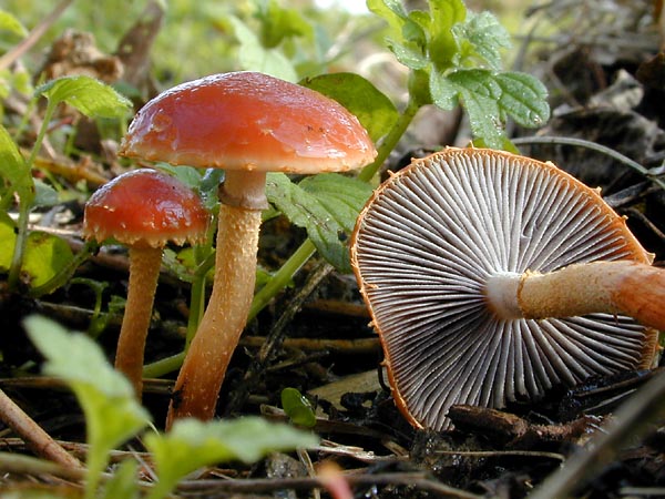 kabairotake1 (1).jpg