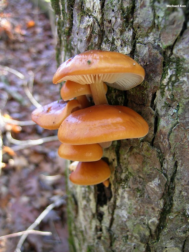 flammulina_velutipes_02.jpg