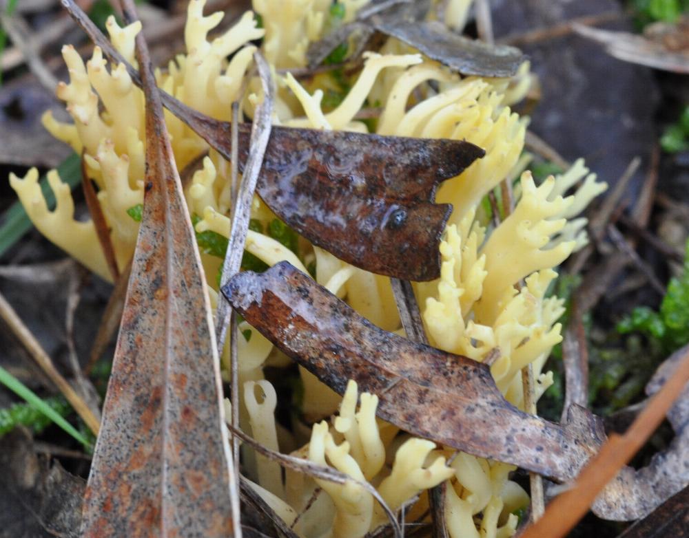ramaria-lorithamus.jpg