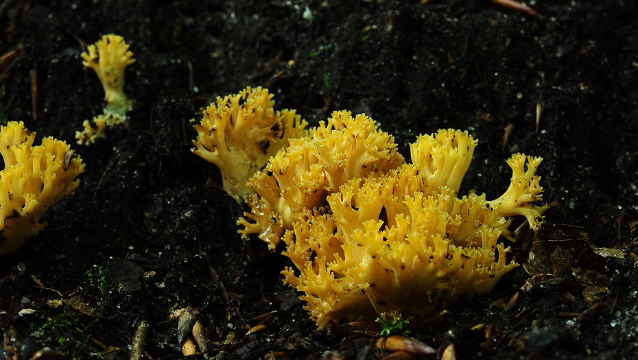 Ramaria Lutea mikroskop DSC_0097.jpg
