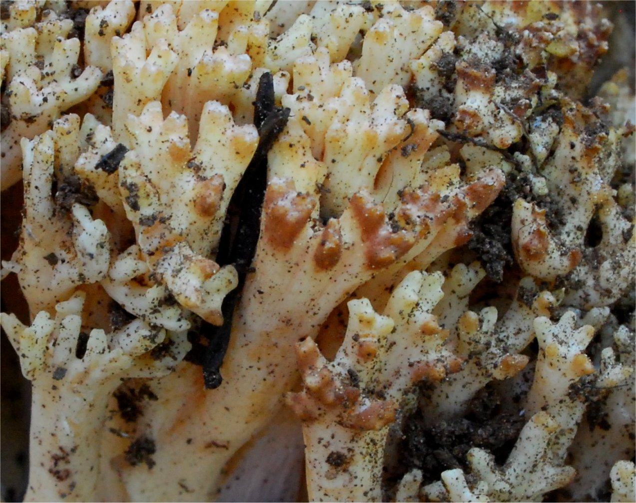 Ramaria magnipes 14.jpg