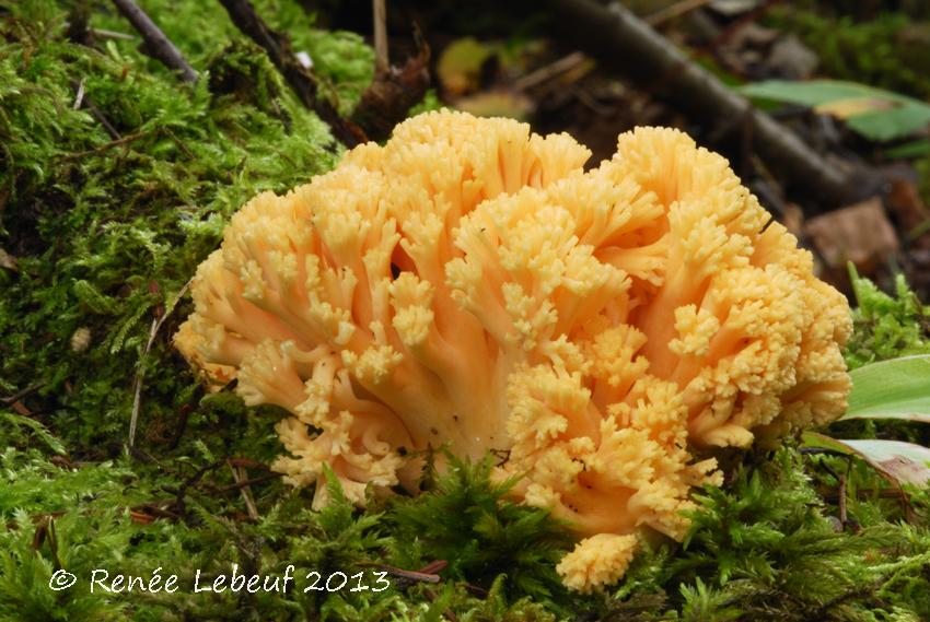 Ramaria_primulina_HRL1205.jpg