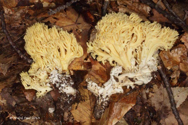 Ramaria_primulina_HRL0658.jpg