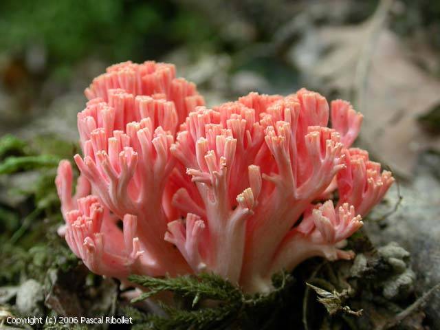 Ramaria_subbotrytis_2006_pr_1.jpg
