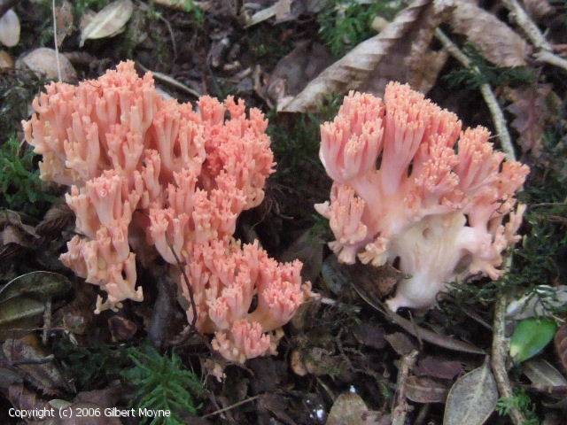 Ramaria_subbotrytis_2006_gm_1.jpg