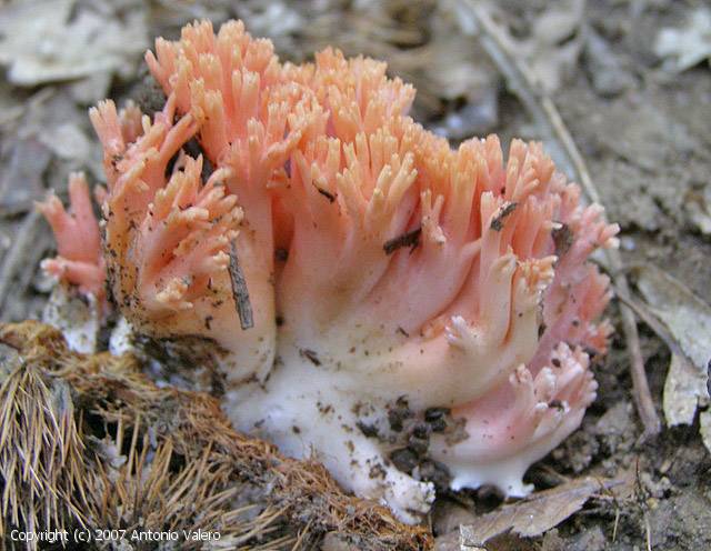 Ramaria_subbotrytis_2007_av_1.jpg