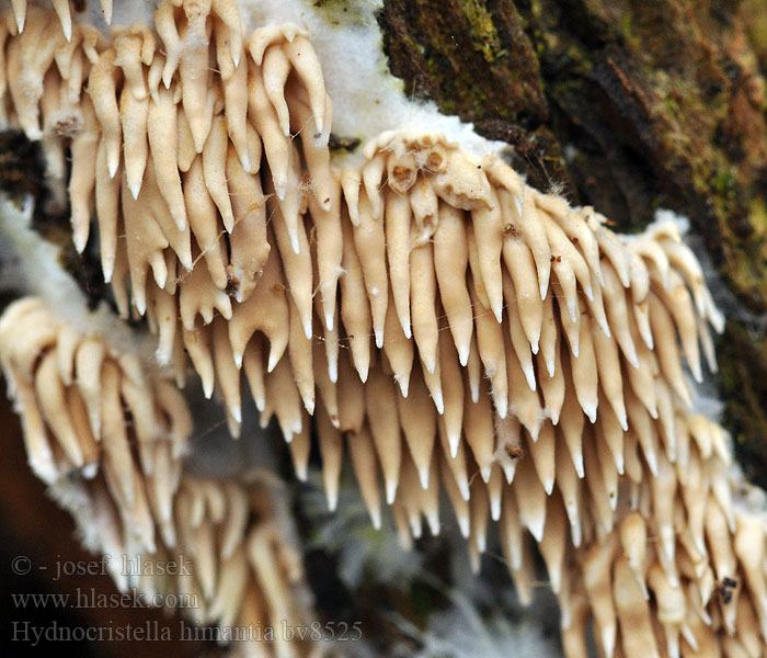 hydnocristella_himantia_bv8525.jpg