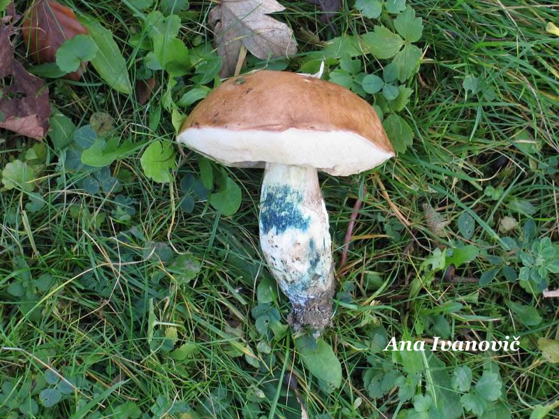 Leccinum_cyaneobasileucum 5.JPG