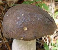 leccinum-cyaneobasileucum3.jpg