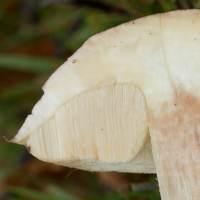 leccinum-cyaneobasileucum7.jpg