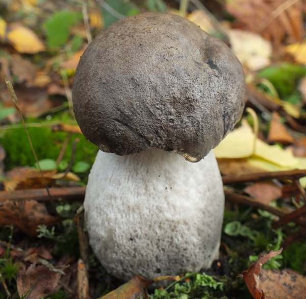 leccinum-cyaneobasileucum2.jpg