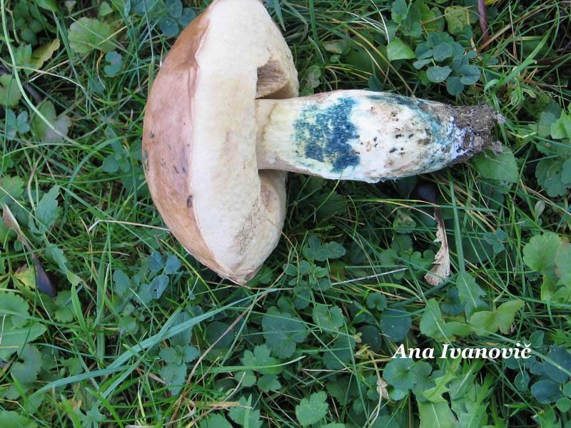 Leccinum_cyaneobasileucum 2.JPG