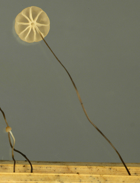 Marasmius_limosus,I_MWS6924.jpg