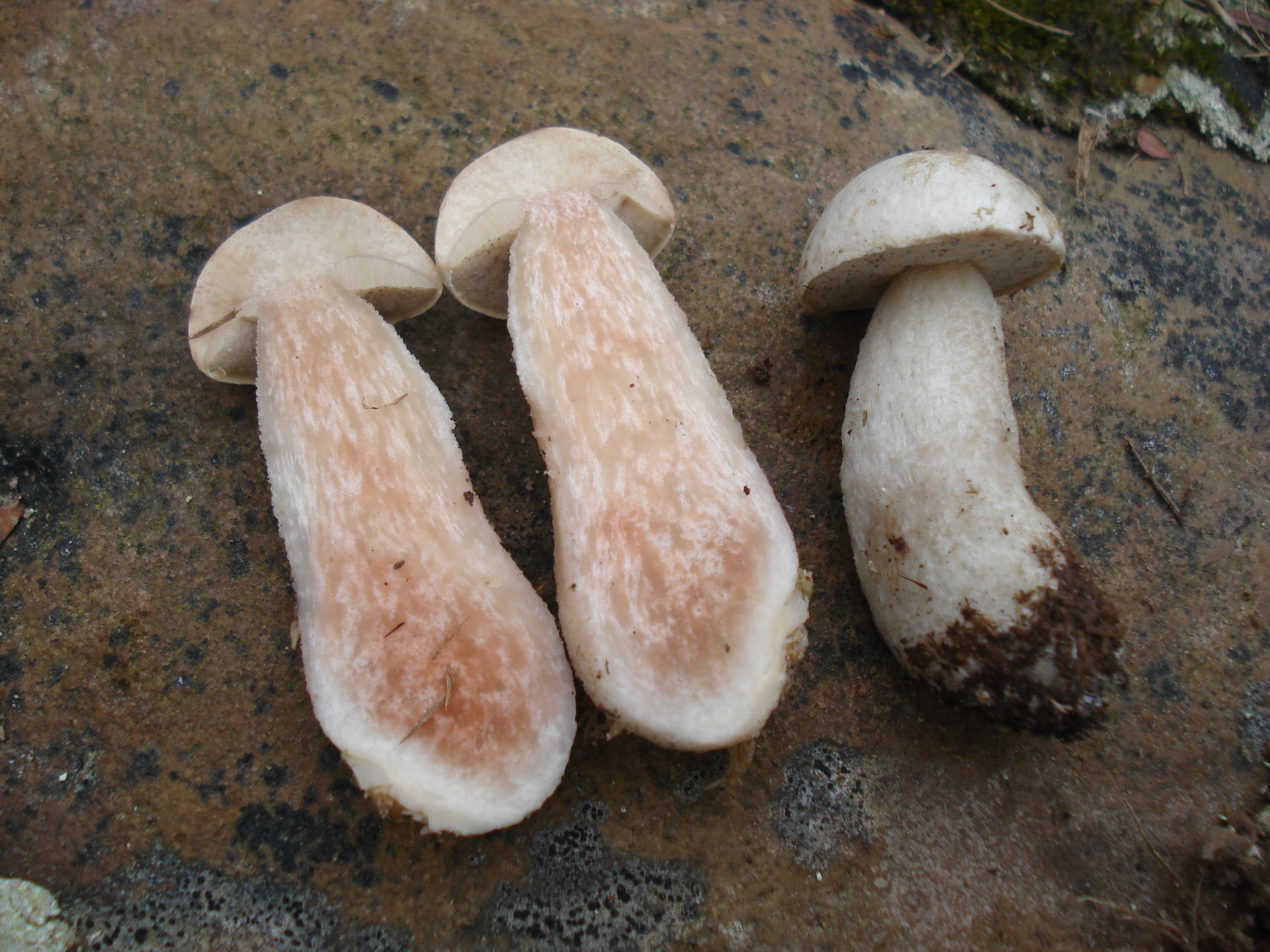 Leccinum_holopus_var._americanum_270311.jpg