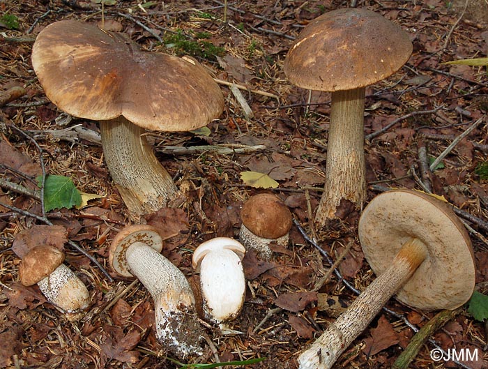 Leccinum pulchrum 2.jpg