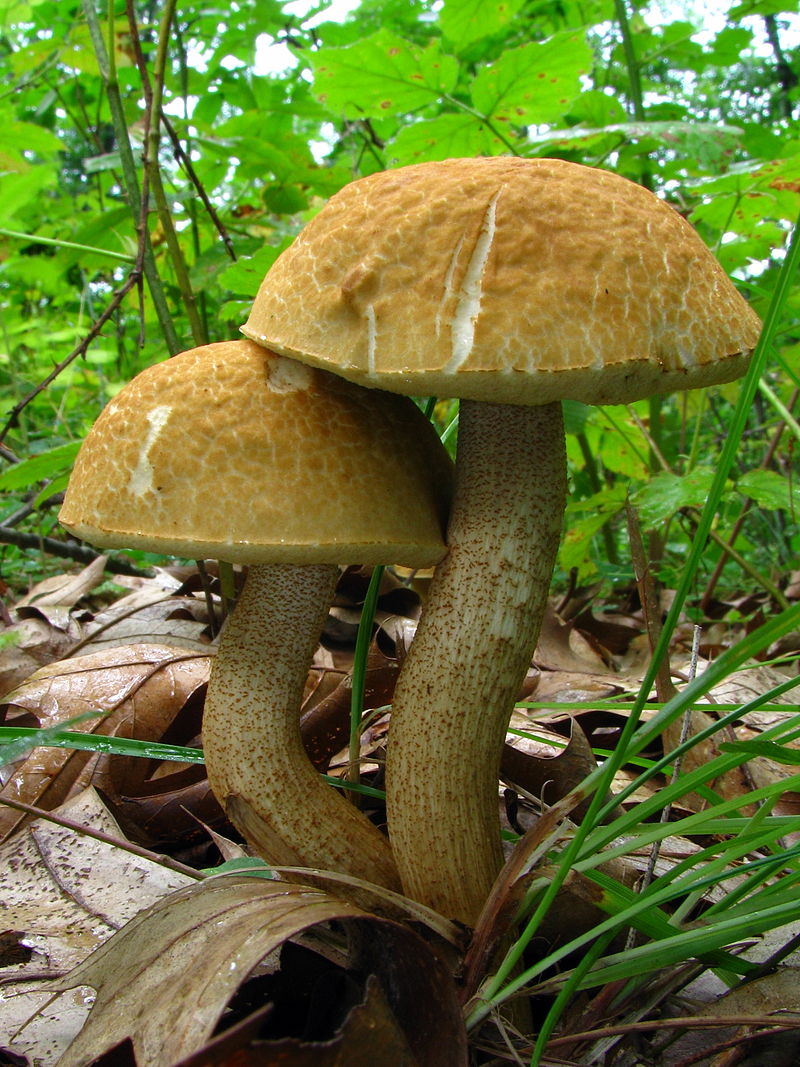 Leccinum_rugosiceps_53243.jpg
