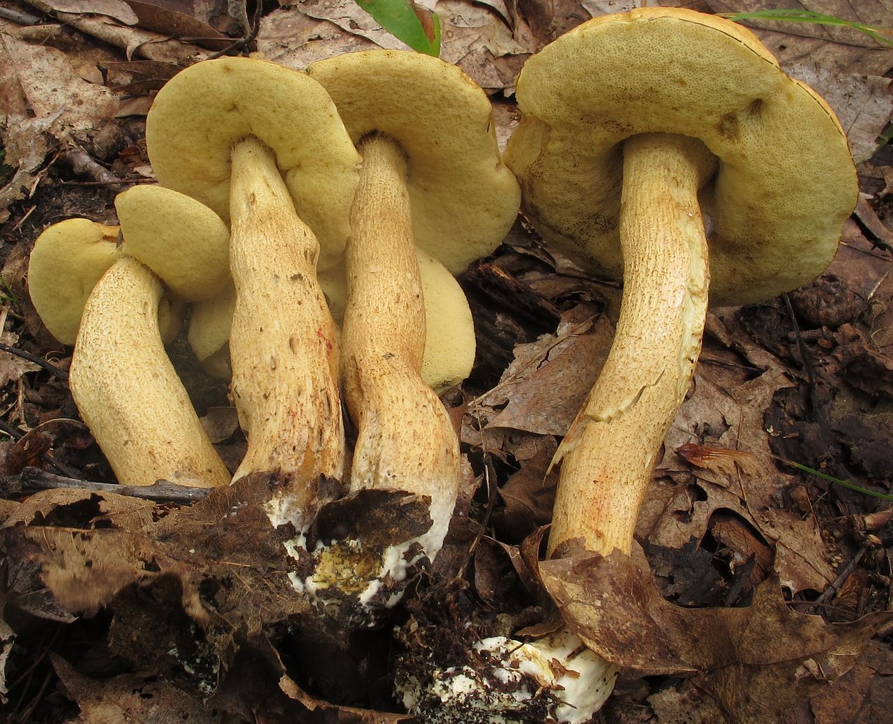 Leccinum_rugosiceps_351975.jpg