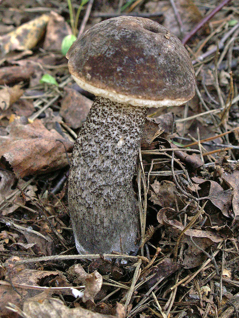 800px-Leccinum_scabrum_060912.jpg