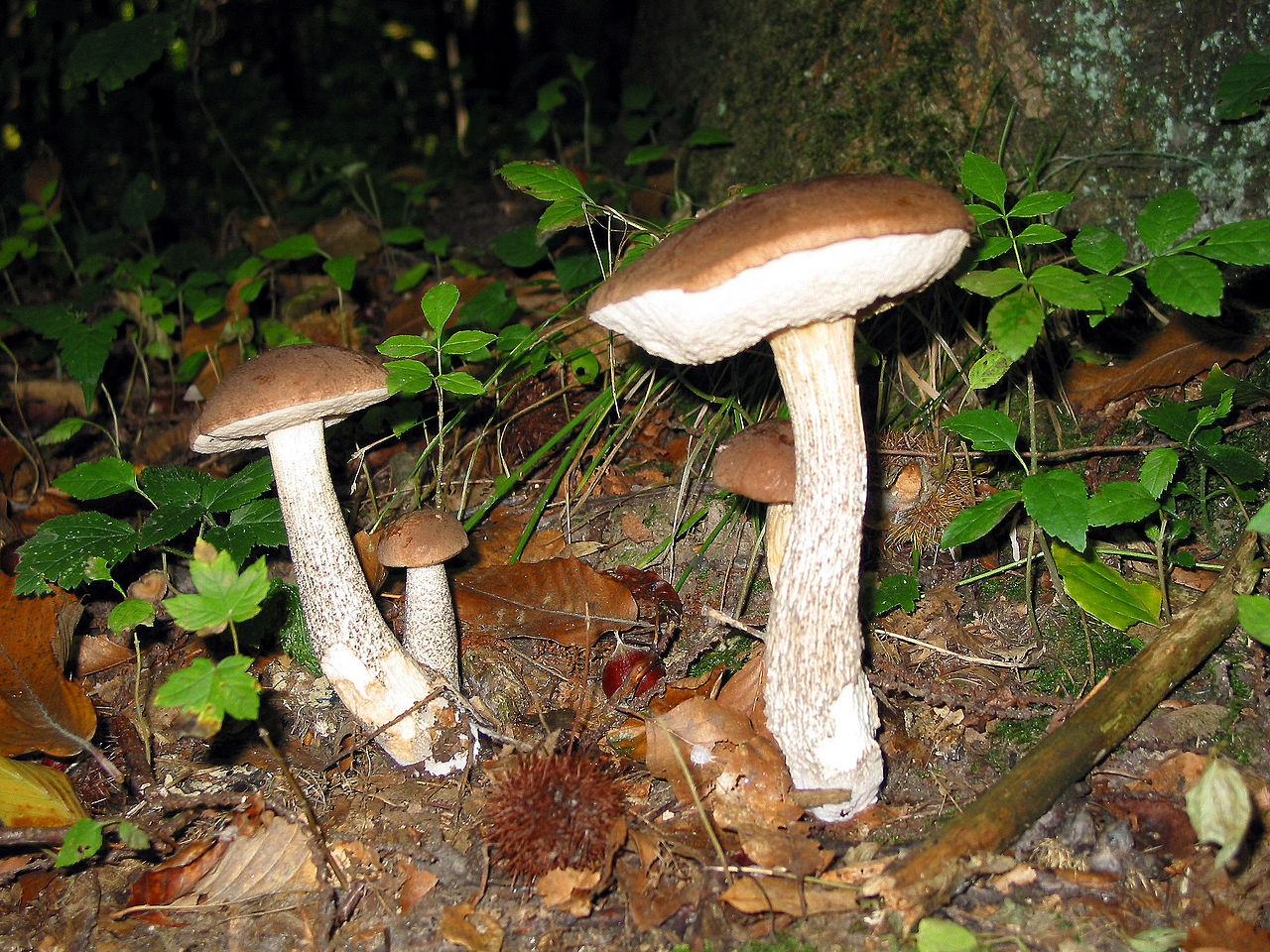 1280px-Leccinum_scabrum_JPG2.jpg