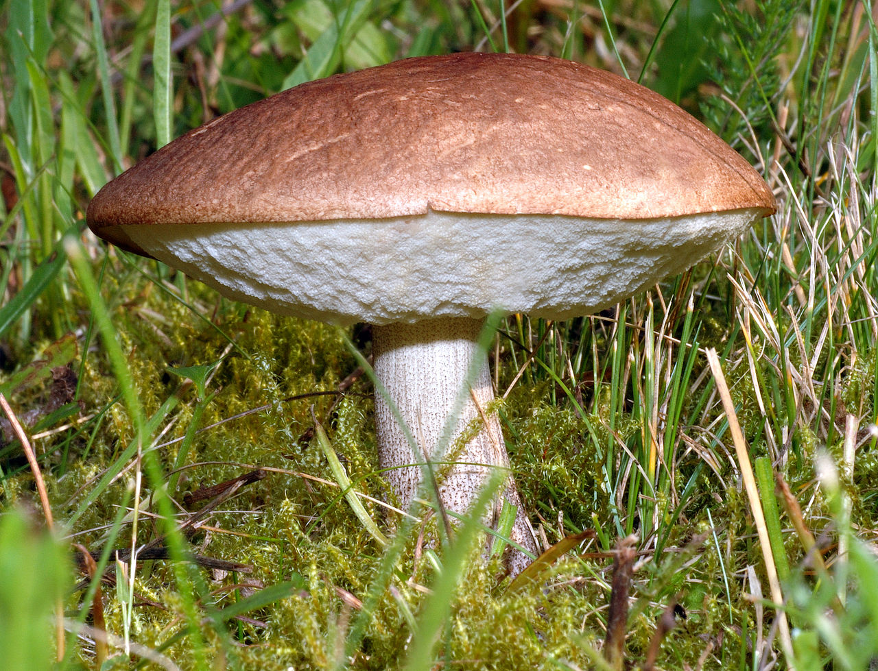 1280px-Leccinum_scabrum_-_standing_(aka).jpg