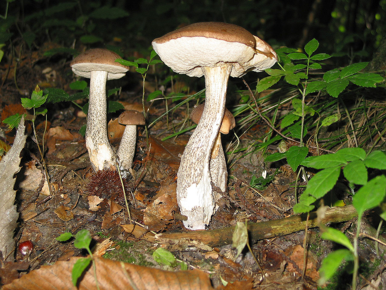 1280px-Leccinum_scabrum_JPG1.jpg
