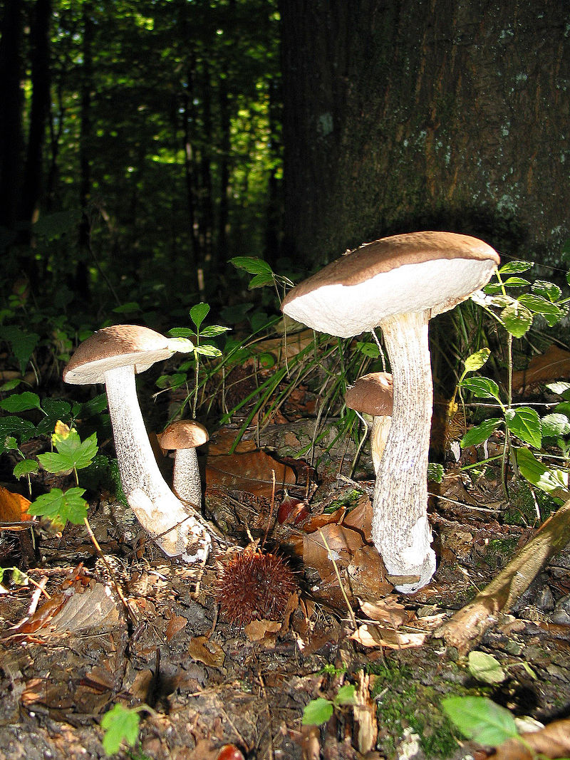 800px-Leccinum_scabrum_JPG3.jpg