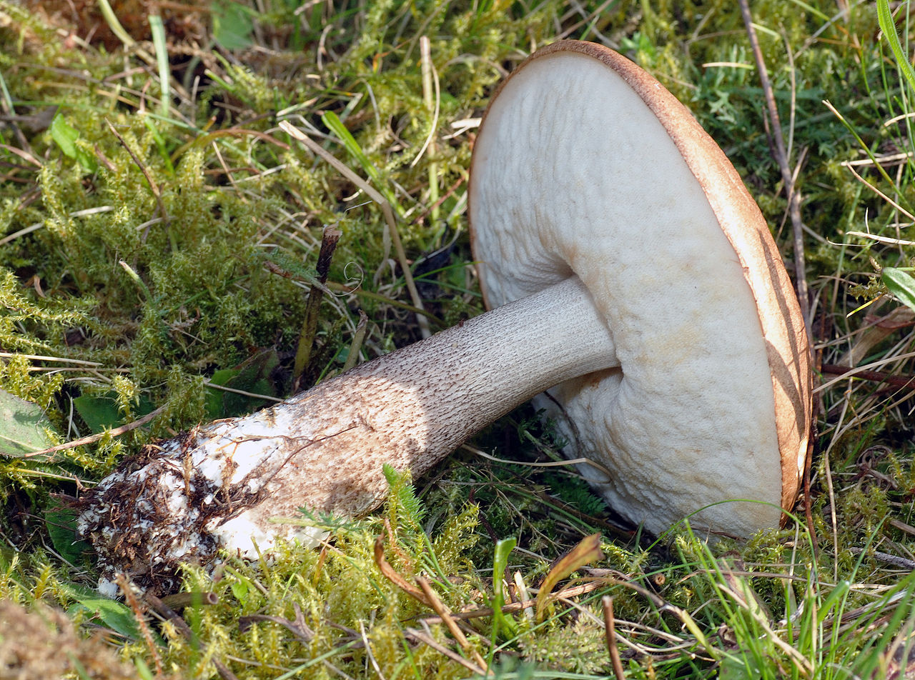 1280px-Leccinum_scabrum_-_horizontal_(aka).jpg