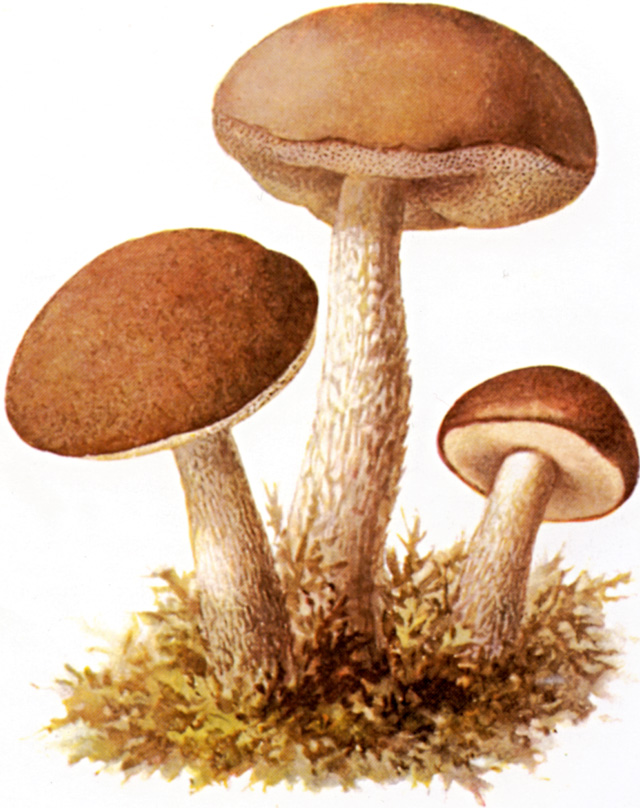 Birkenpilz-1.jpg