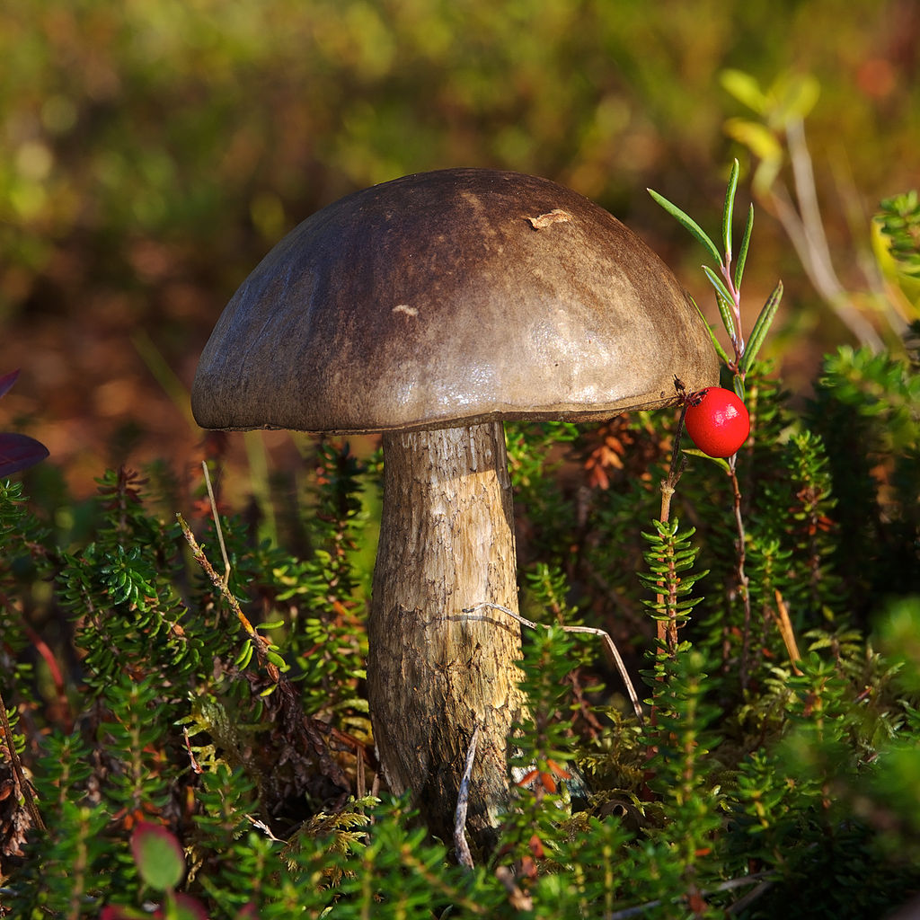 Leccinum_variicolor_LC0365.jpg